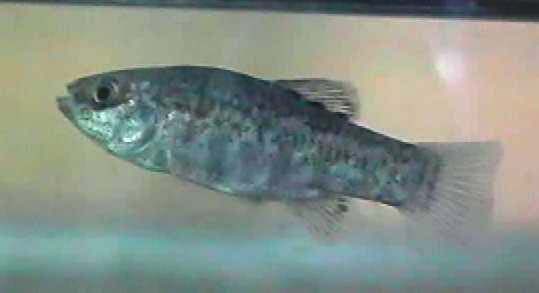 Cyprinodon macularius Eremus